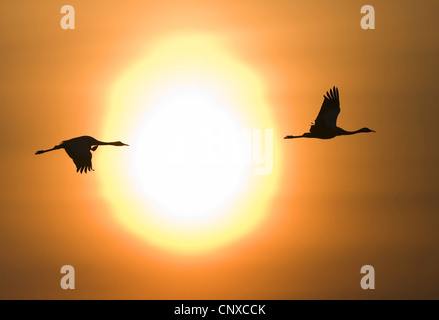 Gru comune (grus grus), stagliano tramonto infuocato, Svezia, Hornborga Foto Stock