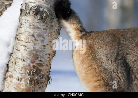 Eurasian (Lynx Lynx lynx), profumo maschile-marcatura albero in inverno bosco di betulle, Norvegia Foto Stock