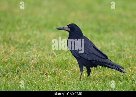 Rook (Corvus frugilegus), seduti in un prato, Paesi Bassi, Frisia Foto Stock