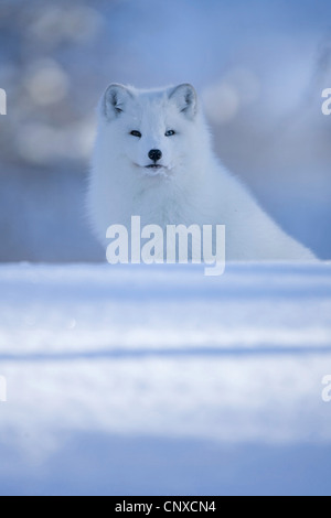 Volpe Artica, volpe polare (Alopex lagopus, Vulpes lagopus), seduto nella neve, Norvegia Foto Stock