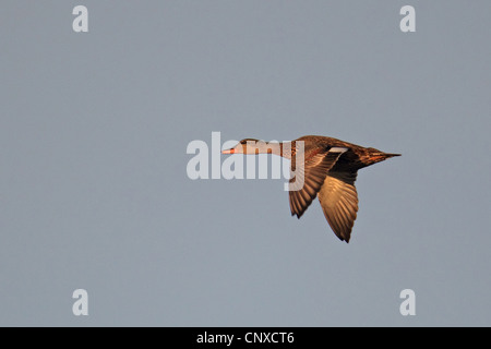 Canapiglia (Anas strepera, Mareca strepera), femmina volanti, Paesi Bassi Foto Stock