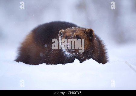 Wolverine (Gulo gulo), wlking nella neve, Norvegia Foto Stock