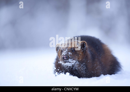 Wolverine (Gulo gulo), wlking nella neve, Norvegia Foto Stock