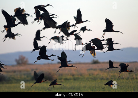 Ibis lucido (Plegadis falcinellus), flying gregge, Grecia, Lesbo Foto Stock