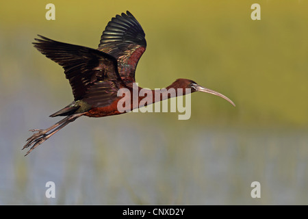 Ibis lucido (Plegadis falcinellus), volare, Grecia LESBO Foto Stock