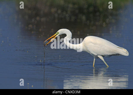 Airone bianco maggiore, Airone bianco maggiore (Egretta alba, Casmerodius Albus, Ardea alba), alimentazione, Grecia LESBO Foto Stock