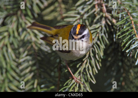 Firecrest (Regulus ignicapillus), maschile seduto su un ramo, in Germania, in Renania settentrionale-Vestfalia Foto Stock