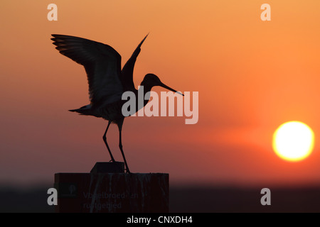 Nero-tailed godwit (Limosa limosa), lo sbarco su un palo di legno al tramonto, Paesi Bassi Foto Stock