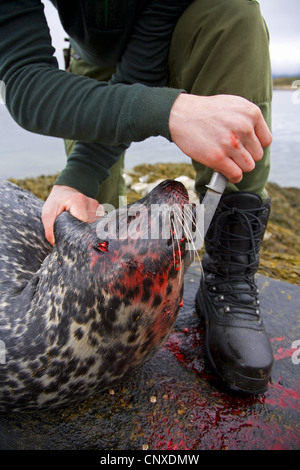 Guarnizione di tenuta del porto, guarnizione comune (Phoca vitulina), cacciatore con recentemente girato guarnizione comune, Norvegia, Nord-Trndelag Foto Stock