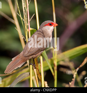 Comune (waxbill Estrilda astrild), seduto su un germoglio, Spagna Estremadura, Sierra Brava Foto Stock