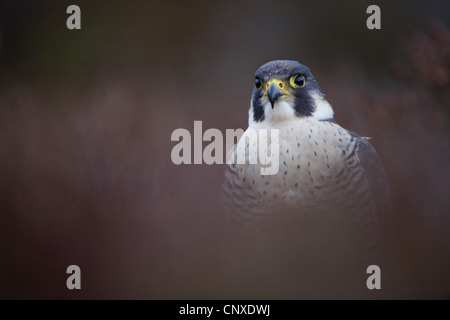 Falco pellegrino (Falco peregrinus), ritratto di erica, Regno Unito, Scozia, Cairngorms National Park Foto Stock
