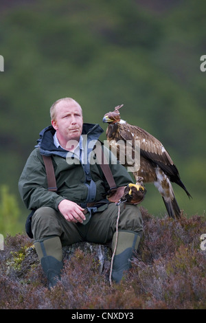 Aquila reale (Aquila chrysaetos), Falconer con golden eagle, Regno Unito, Scozia, Cairngorms National Park Foto Stock