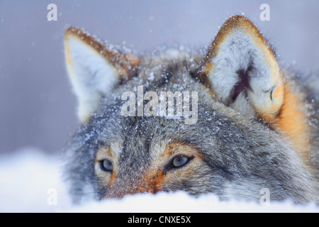 Unione lupo (Canis lupus lupus), dietro la neve, Norvegia Foto Stock