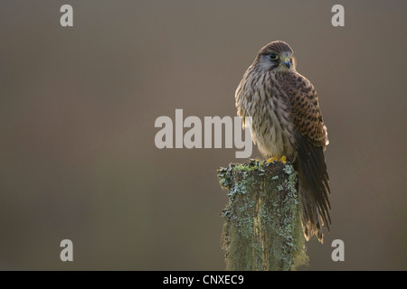 Comune di gheppio (Falco tinnunculus), sub-maschio adulto su palo da recinzione, Regno Unito Inghilterra Foto Stock