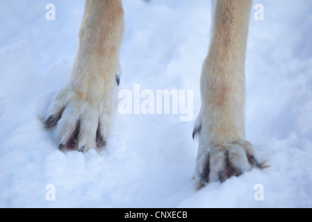 Unione lupo (Canis lupus lupus), zampe anteriori nella neve, Norvegia Foto Stock