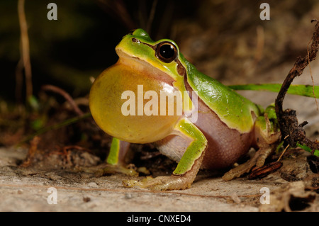 Italian Raganella (Hyla intermedia ), chiamando, Italia, Toscana Foto Stock