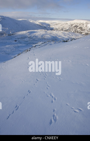 Lepre blu, la lepre bianca, white hare, Eurasian Arctic lepre (Lepus timidus), piedi stampe nella neve, Regno Unito, Scozia Foto Stock