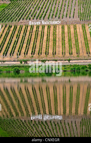 Comprensorio viticolo Kroever Nacktarsch nella valle della Mosella, in Germania, in Renania Palatinato, Traben-Trarbach Foto Stock
