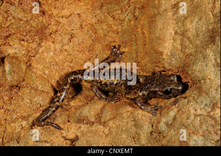 Ambrosi's Cave Salamander, grotta francese Salamander, Spezia Salamandra grotta (ambrosii Hydromantes, Speleomantes ambrosii), seduto di fronte ad un muro, Italia, La Spezia, Liguria Foto Stock