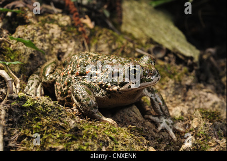 Il rospo verde o variegato toad (Bufo viridis), seduto a terra, Italia, Imperia Foto Stock