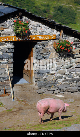 Suini domestici (Sus scrofa f. domestica), maiale in Les Menuires, Valle Tarentaise, Francia, Savoie Foto Stock