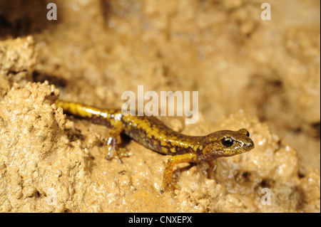 Grotta italiana Salamander (Speleomantes italicus, Hydromantes italicus), capretti, Italia, La Spezia, Liguria Foto Stock