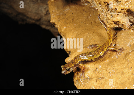 Grotta italiana Salamander (Speleomantes italicus, Hydromantes italicus), bambino seduto di fronte ad un muro, Italia, La Spezia, Liguria Foto Stock