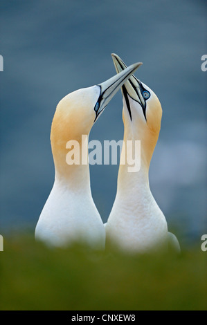 Northern gannet (Sula bassana, Morus bassanus), coppia accogliente con la loro tipica cerimonia, Germania, Schleswig-Holstein, Helgoland Foto Stock