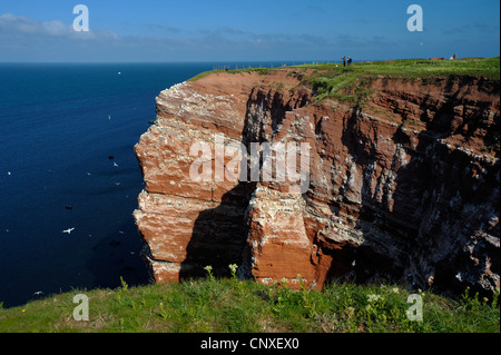 Bird rock 'kittenhoern' con nidi di northern gannet (Sula bassana), comune guillemot (Uria aalge) e nero zampe (kittiwake Rissa tridactyla), Germania, Schleswig-Holstein, Isola di Helgoland Foto Stock