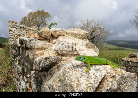 Western ramarro (Lacerta bilineata, Lacerta bilineata chloronota ), seduto su un muro di pietra, Italia, Calabria Foto Stock