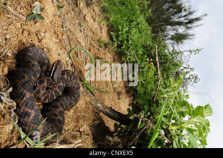 Asp viper, aspic viper (Vipera aspis, Vipera aspis hugyi), maschio, in Italia, in Calabria Foto Stock