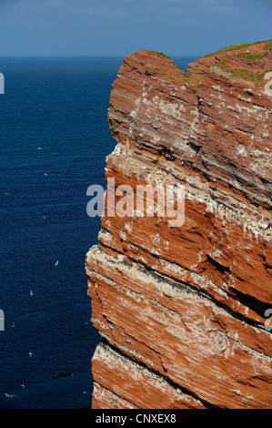 Bird rock 'kittenhoern' con nidi di northern gannet (Sula bassana), comune guillemot (Uria aalge) e nero zampe (kittiwake Rissa tridactyla), Germania, Schleswig-Holstein, Isola di Helgoland Foto Stock