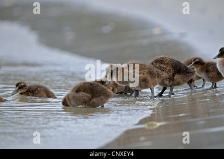 Eider comune (Somateria mollissima), molti pulcini presso la spiaggia di sabbia di entrata in acqua, Germania, Schleswig-Holstein, Isola di Helgoland Foto Stock