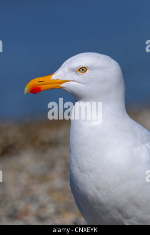 Aringa gabbiano (Larus argentatus), il ritratto di un adulto in spiaggia, Germania, Schleswig-Holstein, Isola di Helgoland Foto Stock