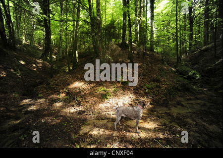 Filo tedesco-dai capelli del cane di puntamento (Canis lupus f. familiaris), il peering in una foresta, Italia, Calabria Foto Stock