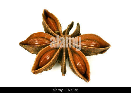 Anice stellato (Illicium verum), Frutta con semi Foto Stock