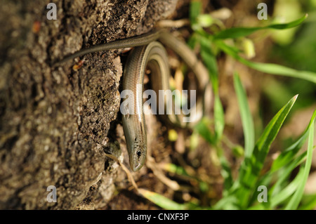 Tre-toed skink, algerini cilindrica (skink Chalcides chalcides), prendere il sole, Italia Italia, Sicilia Foto Stock