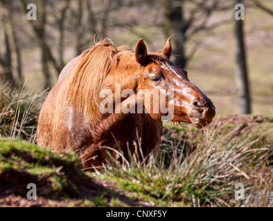 Un semi-wild Exmoor pony solleva la sua testa mentre prendendo un drink da un pool di brughiera sulle colline di Quantock Somerset Foto Stock