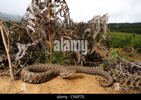 Asp viper, aspic viper (Vipera aspis, Vipera aspis hugyi ), femmina giacente a terra, Italia, Calabria Foto Stock