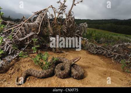 Asp viper, aspic viper (Vipera aspis, Vipera aspis hugyi ), femmina giacente a terra, Italia, Calabria Foto Stock