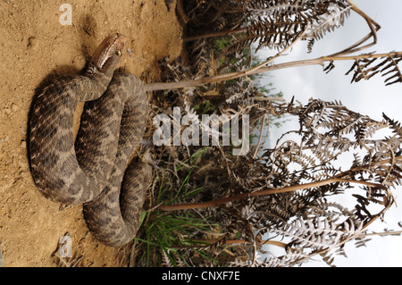Asp viper, aspic viper (Vipera aspis, Vipera aspis hugyi ), femmina giacente a terra, Italia, Calabria Foto Stock