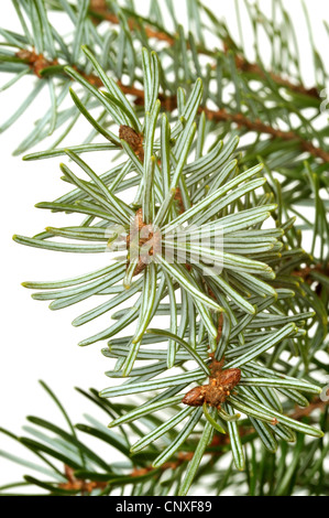 Il serbo Abete (Picea omorika), filiali Foto Stock