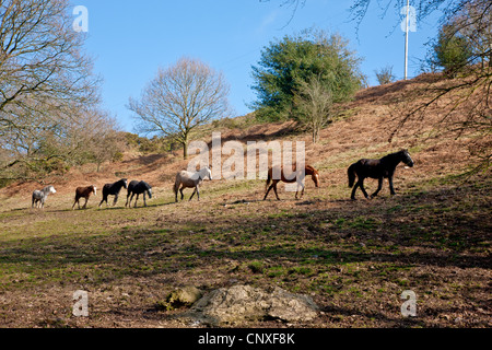 Una mandria di wild Exmoor pony seguire in linea lungo una valle nelle colline di Quantock Somerset Foto Stock