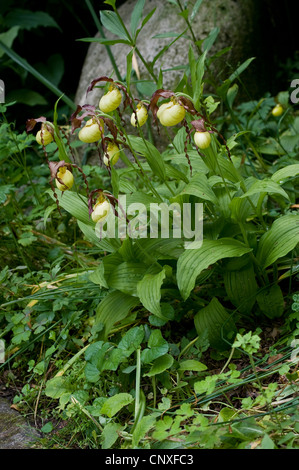 Varietà di orchidee viola (Cypripedium calceolus), fioritura, Germania Foto Stock