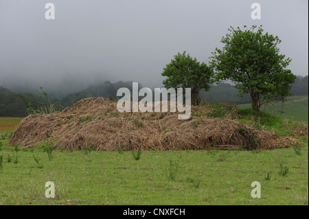 Asp viper, aspic viper (Vipera aspis), habitat, Italia, Calabria Foto Stock