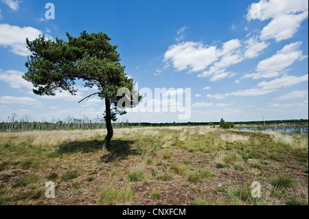 Pino silvestre, pino silvestre (Pinus sylvestris), pino spazzate dal vento nel fango Geester Moor, Germania, Bassa Sassonia Foto Stock