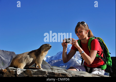 Alpine marmotta (Marmota marmota), donna di scattare le foto da una marmotta, Francia Foto Stock