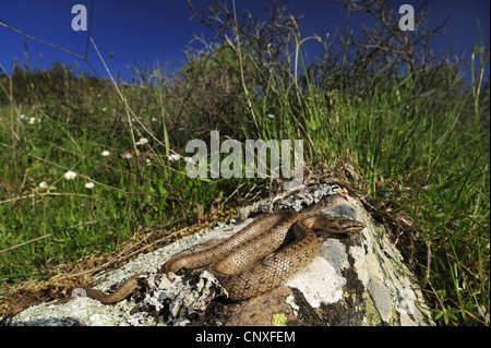 Colubro liscio (Coronella austriaca), prendere il sole su una roccia, Italia, Sicilia Foto Stock