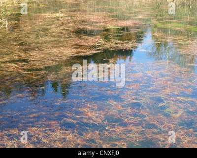 Il lago con erbe e alghe / vedere mit Gräsern und Algen Foto Stock