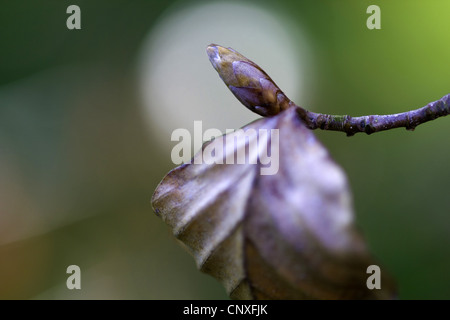 Comune di faggio (Fagus sylvatica), inverno bud, in Germania, in Sassonia, Vogtland Foto Stock